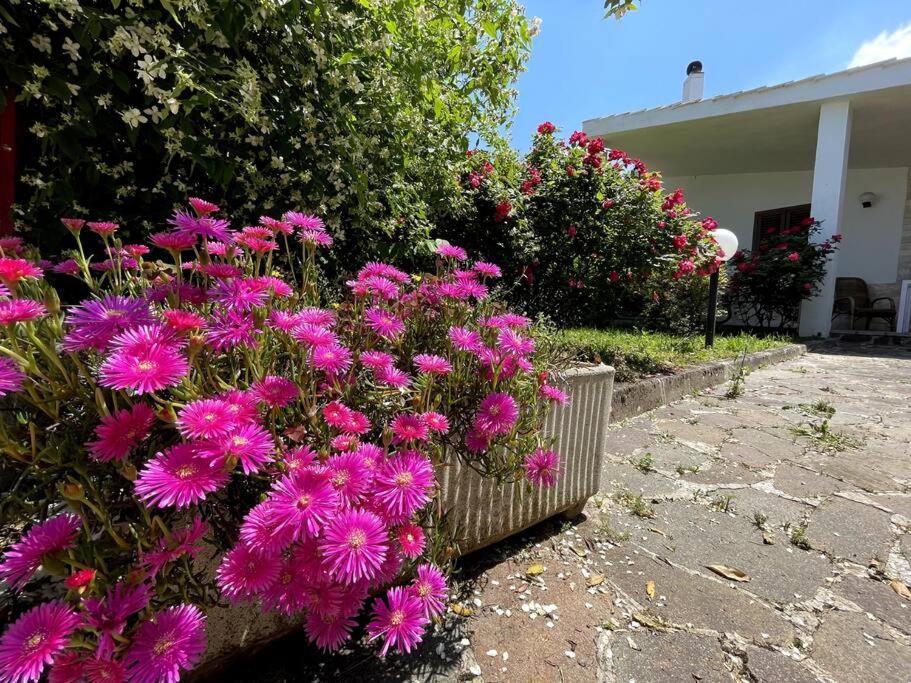 Rose Country Villa Cassano delle Murge Eksteriør billede